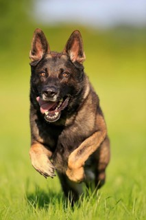 German shepherd Domestic dog