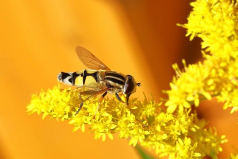 Hoverfly