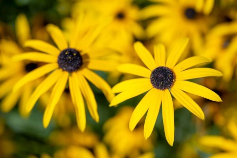 Yellow coneflower