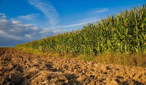 Maize field