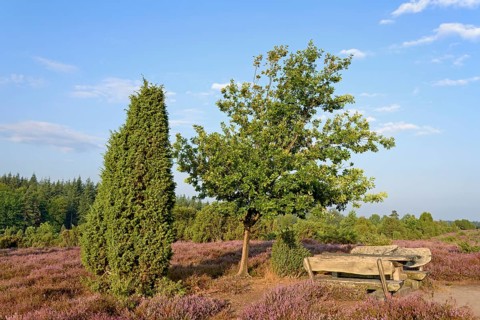 Heathland