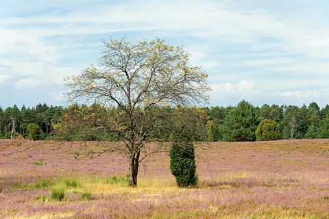 Heathland