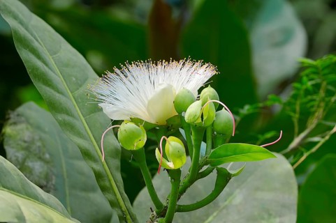 Fish Poison Tree