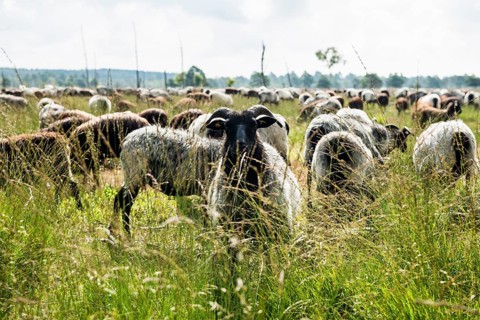Heidschnuckenherde