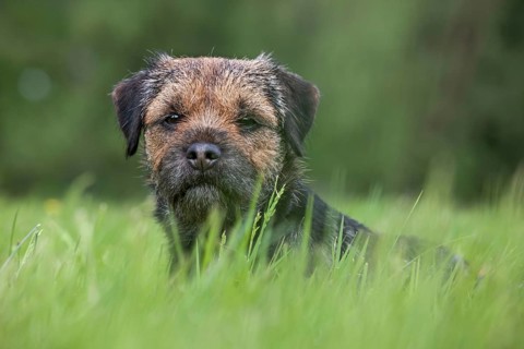 Border terrier