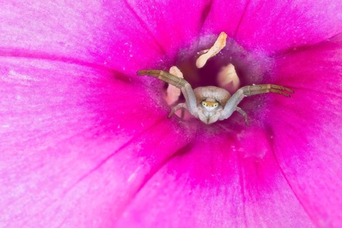Goldenrod crab spider