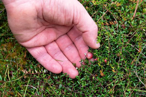 Small cranberry