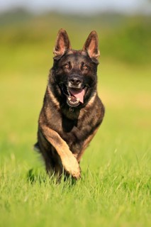 German shepherd Domestic dog