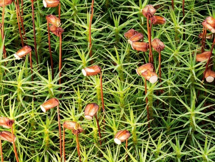 Matted pearlwort