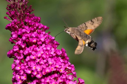Hummingbird hawk-moth
