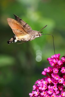 Hummingbird hawk-moth