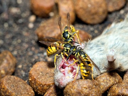Three Wasps