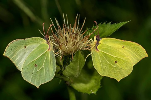 Brimstone