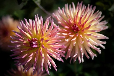 Semi-cactus Dahlias