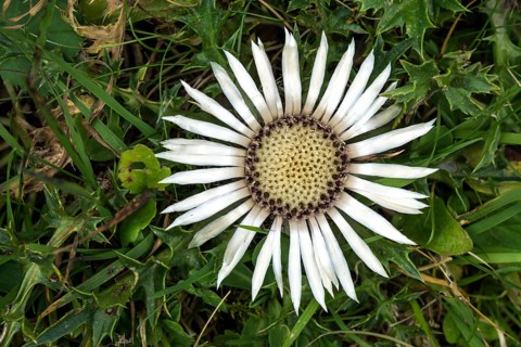 Silver thistle