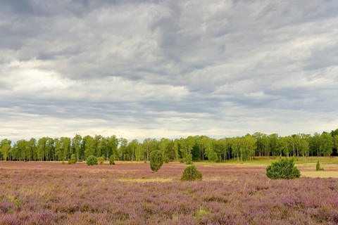 Heathland