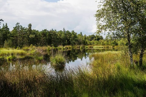Pietzmmoor