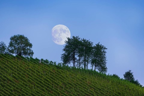 Moonrise over vineyard