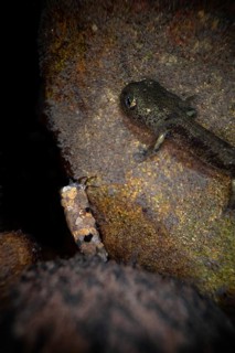 Fire salamander