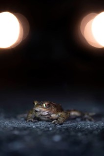 Common toad