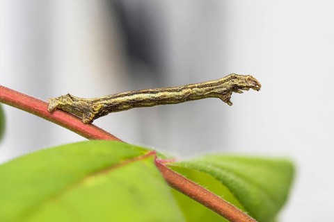 Engrailed