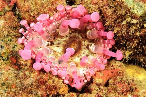 Club tipped anemone