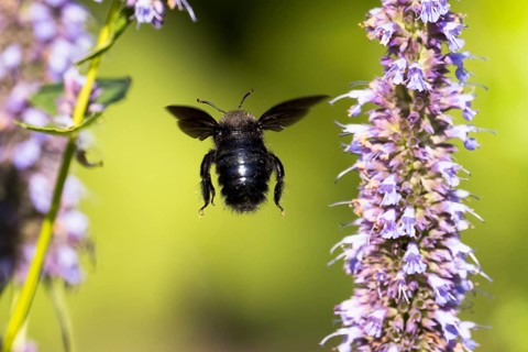 Violet carpenter bee
