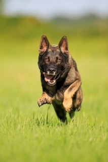 German shepherd Domestic dog