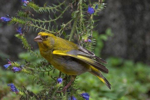 European greenfinch