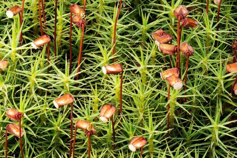 Matted pearlwort