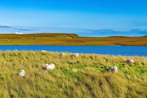Sheep grazing on Loch Leathan