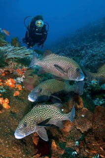 Diver looking at small group of Harlequin sweetlip