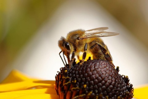 Honey bee