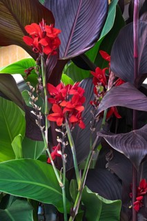 Flower cane