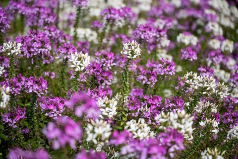 Spiny spiderflowers
