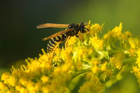 Wasps