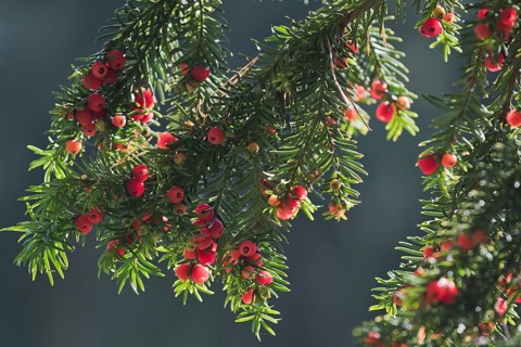English yew