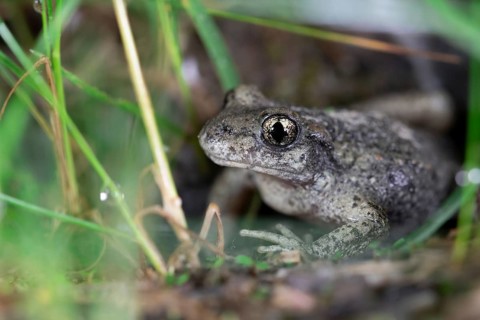 Common midwife toad