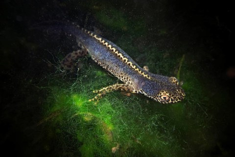 Alpine newt