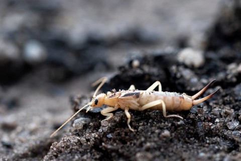 Tawny earwig