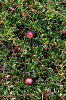 Small cranberry