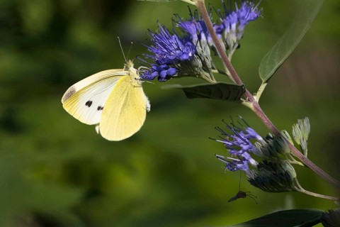 Cabbage butterfly