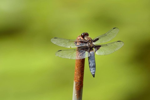Broad-bodied chaser