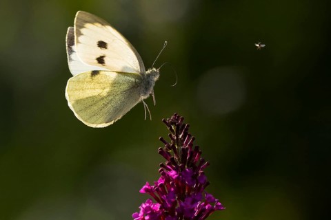 Cabbage butterfly
