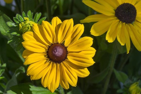 Yellow coneflower