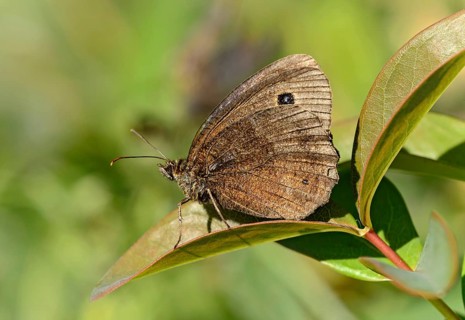 Tree grayling