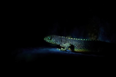 Alpine newt