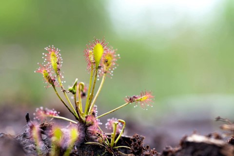Oblong leaved sundews