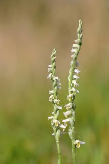 Autumn lady's tresses