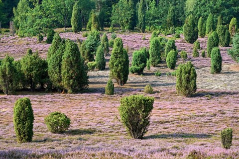 View over the extensive Ellerndorf juniper heath at flowering time of the Common Heather
